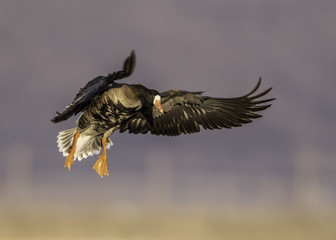 Greater White-fronted Goose (Anser albifrons)