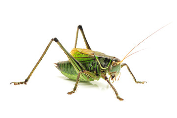 Macro image of a grasshopper isolated on white background