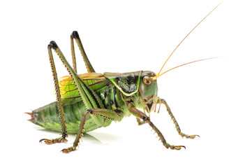 Macro image of a grasshopper isolated on white background
