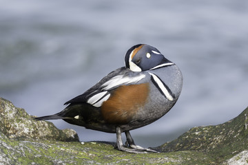 Harlequin Duck (histrionicus histrionicus)