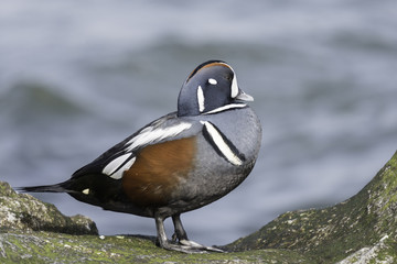 Harlequin Duck (histrionicus histrionicus)