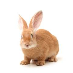 orange rabbit on white background 