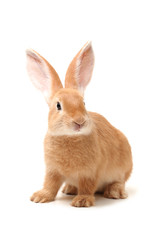orange rabbit on white background 