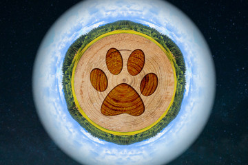 cat, track, homeless animals