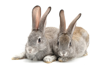 grey rabbit on a white background
