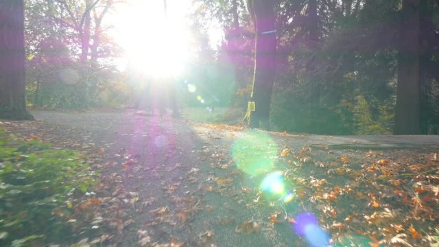 Video in motion along the park alley. Walk in the autumn park. Nature video. Park landscape. Washington park arboretum, Seattle, WA, USA. 4K, 3840*2160, high bit rate, UHD