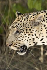 Fototapeta na wymiar Male leopard walking