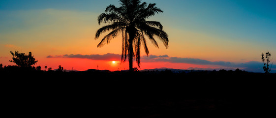 Fototapeta na wymiar panorama view silhouette coconut tree in sunset on sky beautiful colorful landscape and city countryside twilight time art of nature