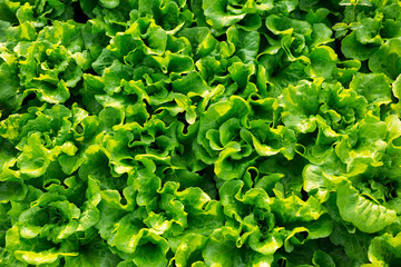 green lettuce plant in field