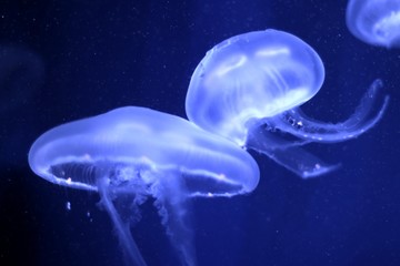 medusas