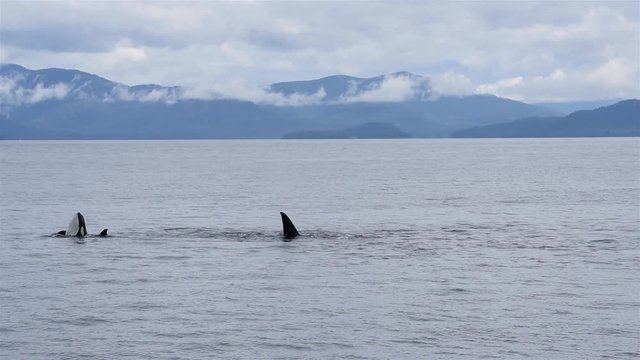 Killer whales frolic the waters off the Alaska coast.
