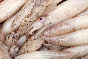freshly caught squid