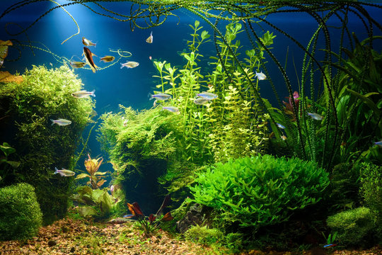 Planted tropical fresh water aquarium with small fishes at night in low key with dark blue background