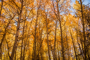 Aspen Trees in the Fall