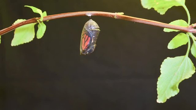 A monarch butterfly undergoes metamorphosis in this time lapse shot.