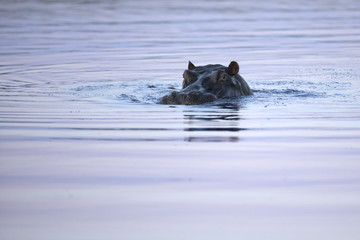 Fototapeta premium Hippo in the Okavango Delta