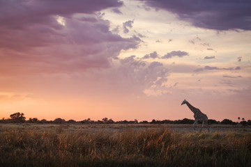 Naklejka premium Giraffe walking at sunrise