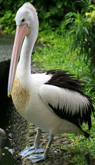 Pelican or Pelecanus occidentalis. Waterbird of the family Pelecanidae.