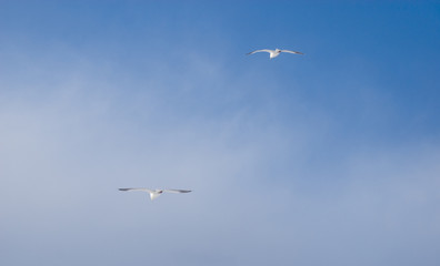 海鳥　空　素材