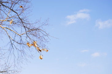 冬　枝　枯葉　空　素材