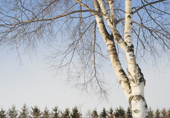 冬　木　空　素材