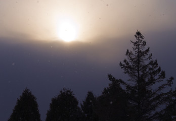 Naklejka premium 夕暮れ 木 空 雲 素材