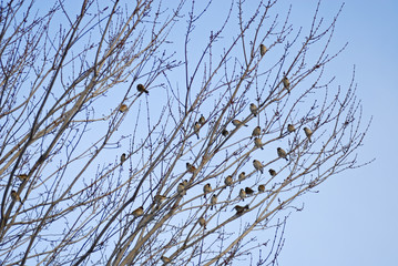 冬　スズメ　枝　空　素材