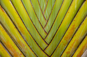 Nature green striped texture background of Traveller's Palm