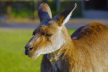Close-up of the head of a kangaroo in Australia 