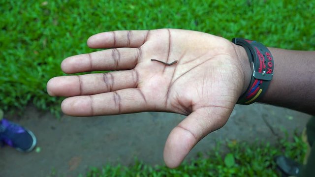 A leech crawls across a man's hand in Southern India.