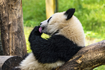 Panda's Tongue