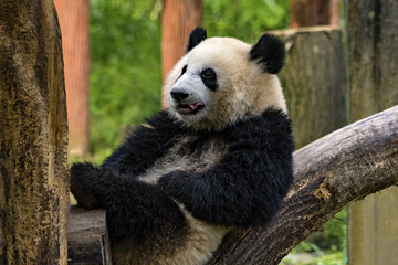 Fototapeta premium Panda Tongue & Teeth