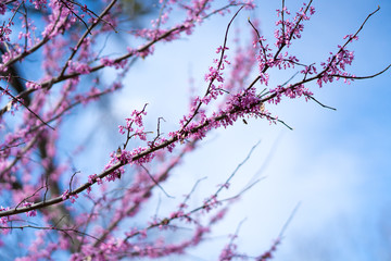 Pink flowers on the branches of trees in the spring forest