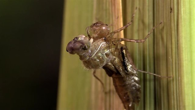 A dragonfly undergoes a birth metamorphosis.