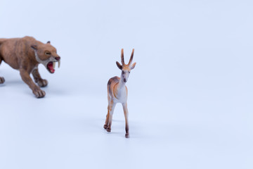 Obraz premium Thomson's gazelle toy with Smilodon saber-toothed following stalking with white background