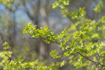 Green fresh leaves on the branches of a tree on a sunny spring day in the park