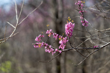 Pink flowers on the branches of trees in the spring forest