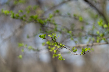 Green fresh leaves on the branches of a tree on a sunny spring day in the park