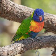 lorikeet poses for you