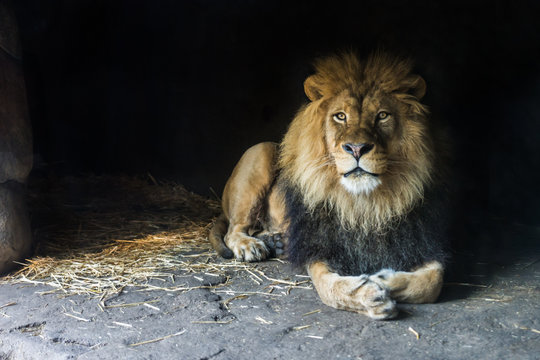 Male lion sitting in cav