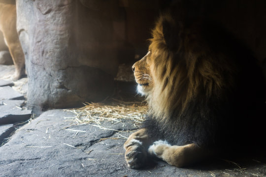 Male lion sitting in cave