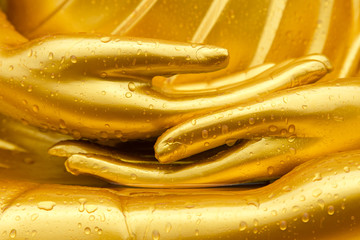 Dew drop on buddha hand
