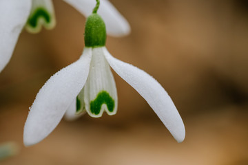 Small common snowdrop flower (Galanthus nivalis) in early spring