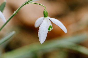 Small common snowdrop flower (Galanthus nivalis) in early spring