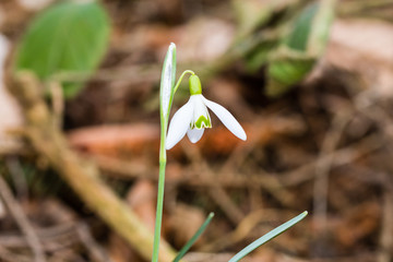 Small common snowdrop flower (Galanthus nivalis) in early spring