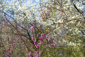 White and pink flowers on the branches of trees in a spring forest on a sunny day