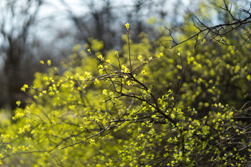 Green fresh leaves on the branches of a tree on a sunny spring day in the park