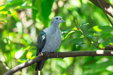 Green imperial pigeon. Ducula aenea