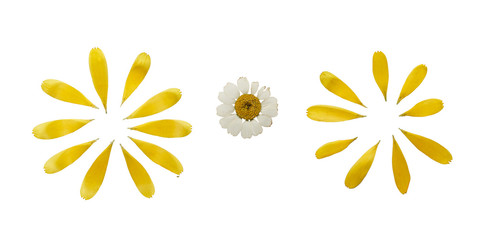 Pressed and dried flowers of calendula officinalis, , isolated on white