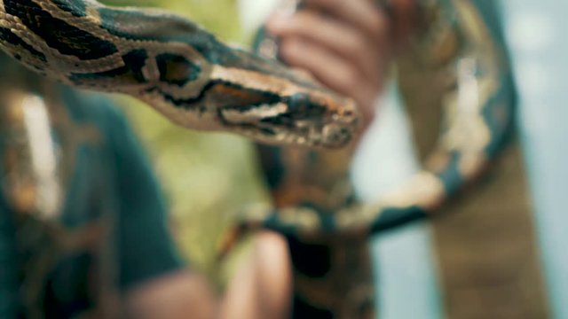 Close up of a curious friendly Burmese Python being held by a tourist in Vietnam